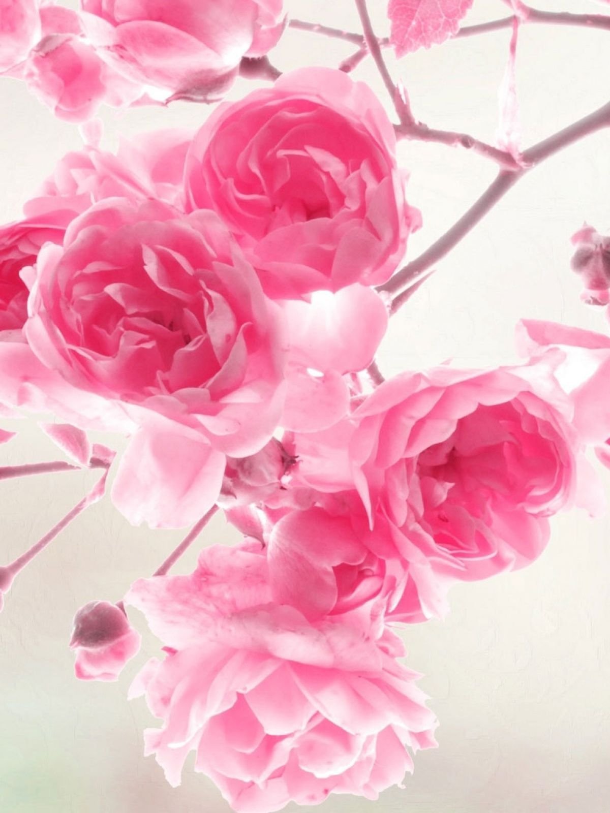 Нежные весенние цветы