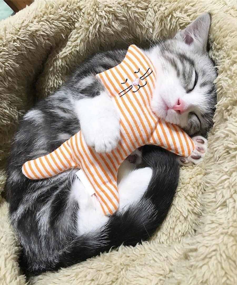 Милые спящие котики