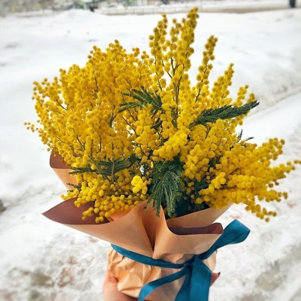 Зимняя Мимоза