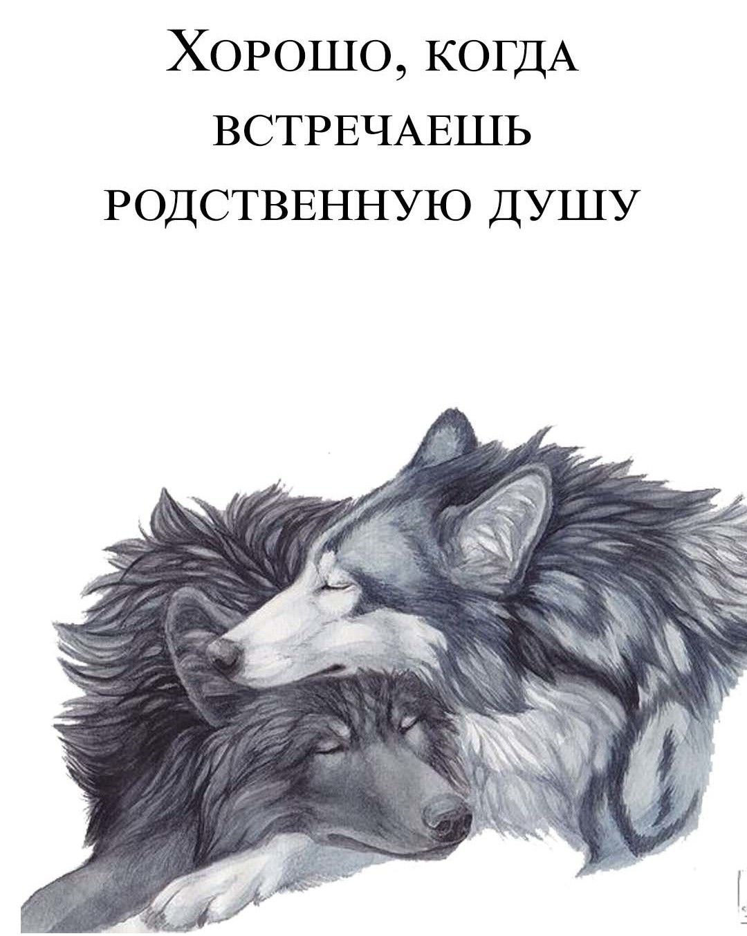 Голова волка набросок