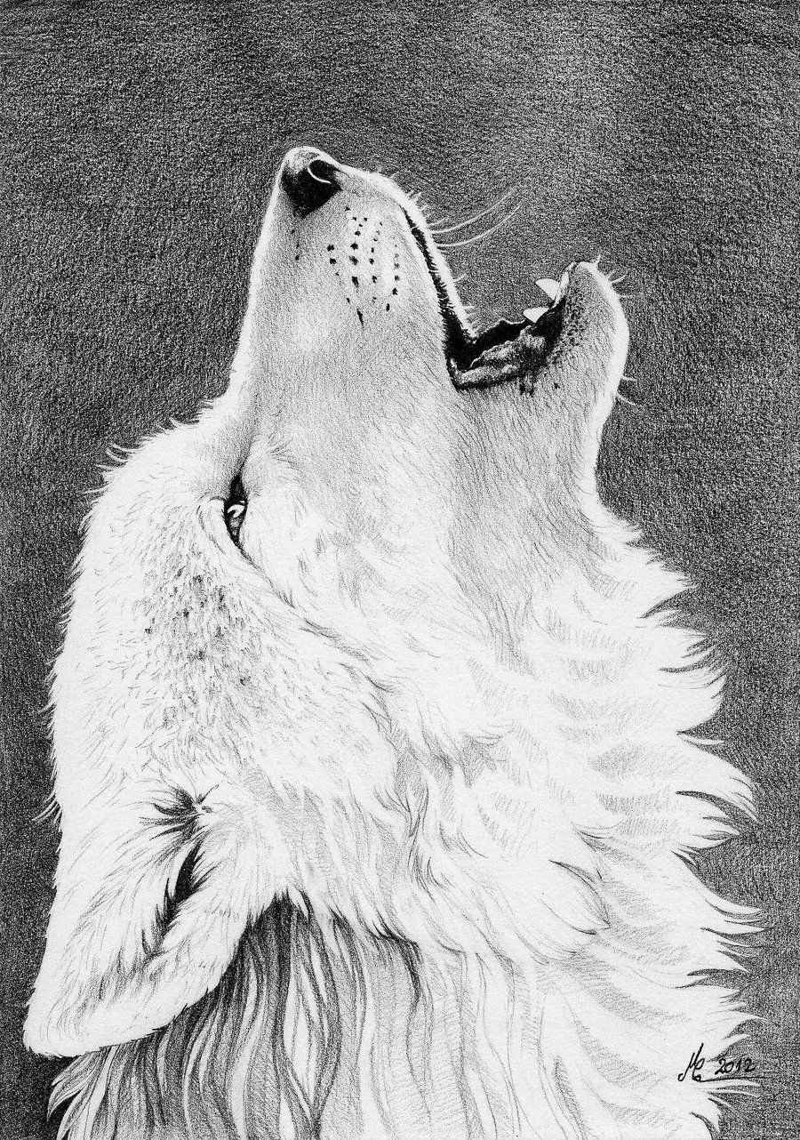 Волк карандашом