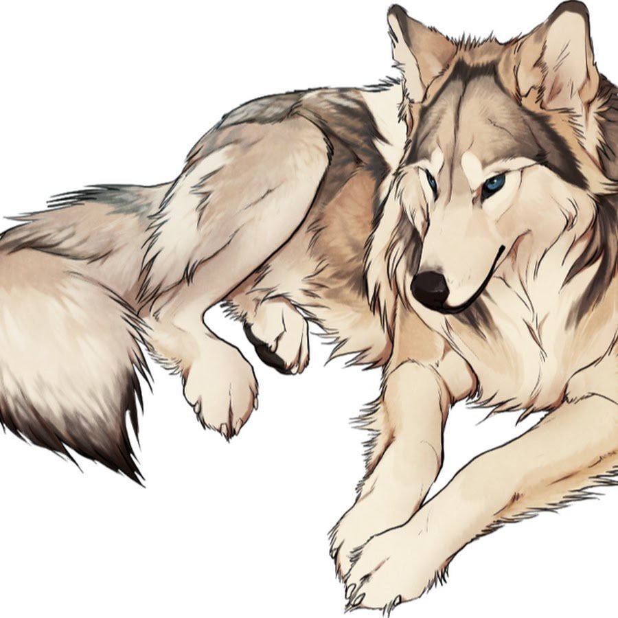 Графический портрет волка