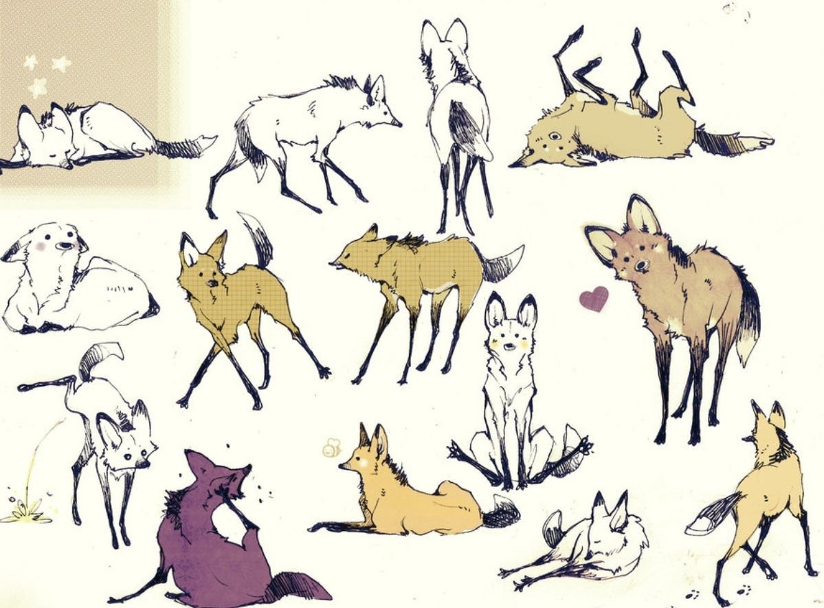 Красивые рисунки для срисовки волк