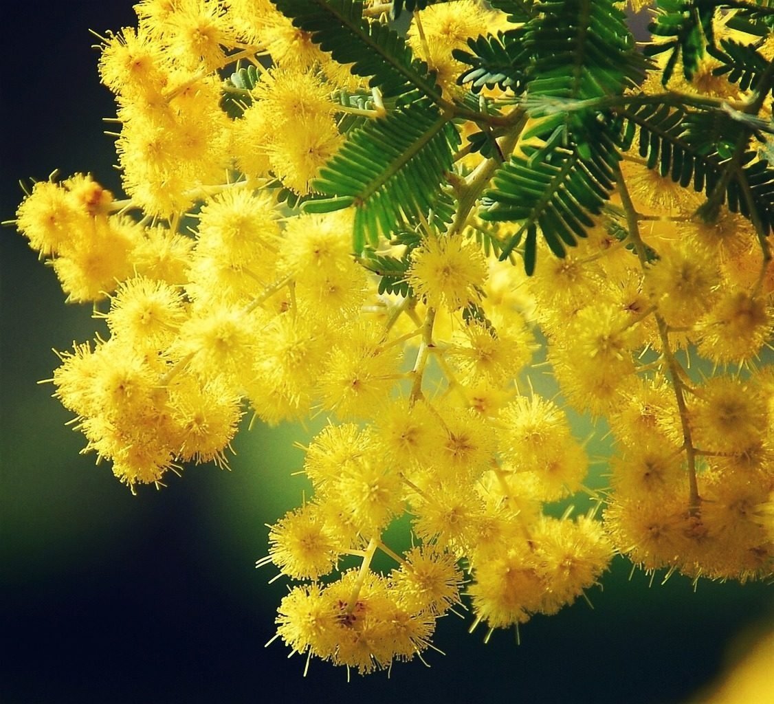 Прекрасная Мимоза