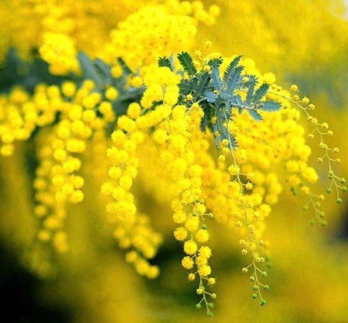 Срезка Сильвер Мимоза