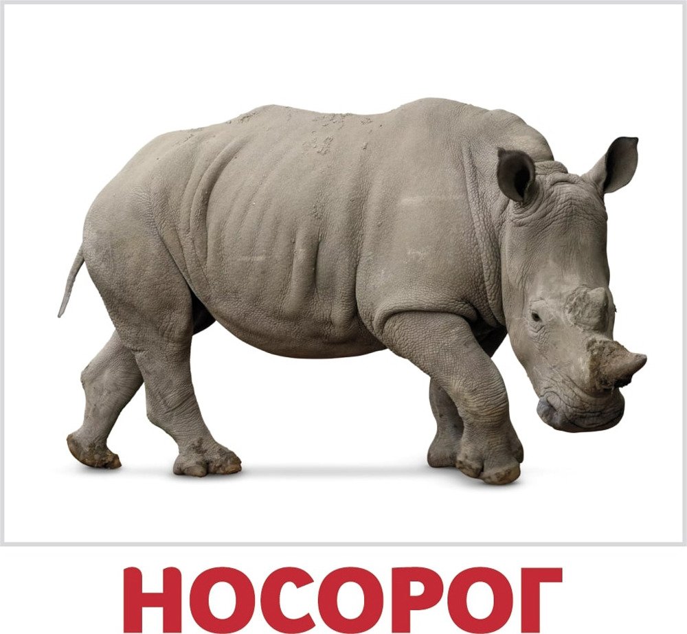 Жираф, жирафиха, Жирафёнок