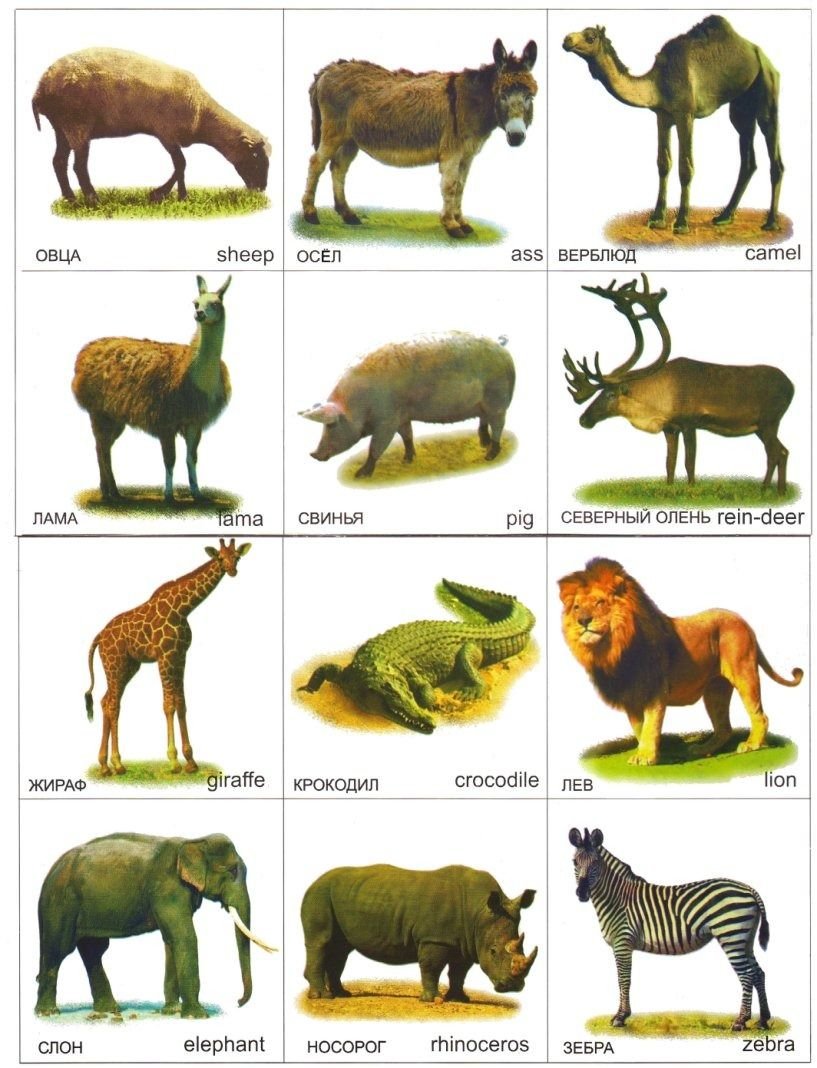 Карточки животные