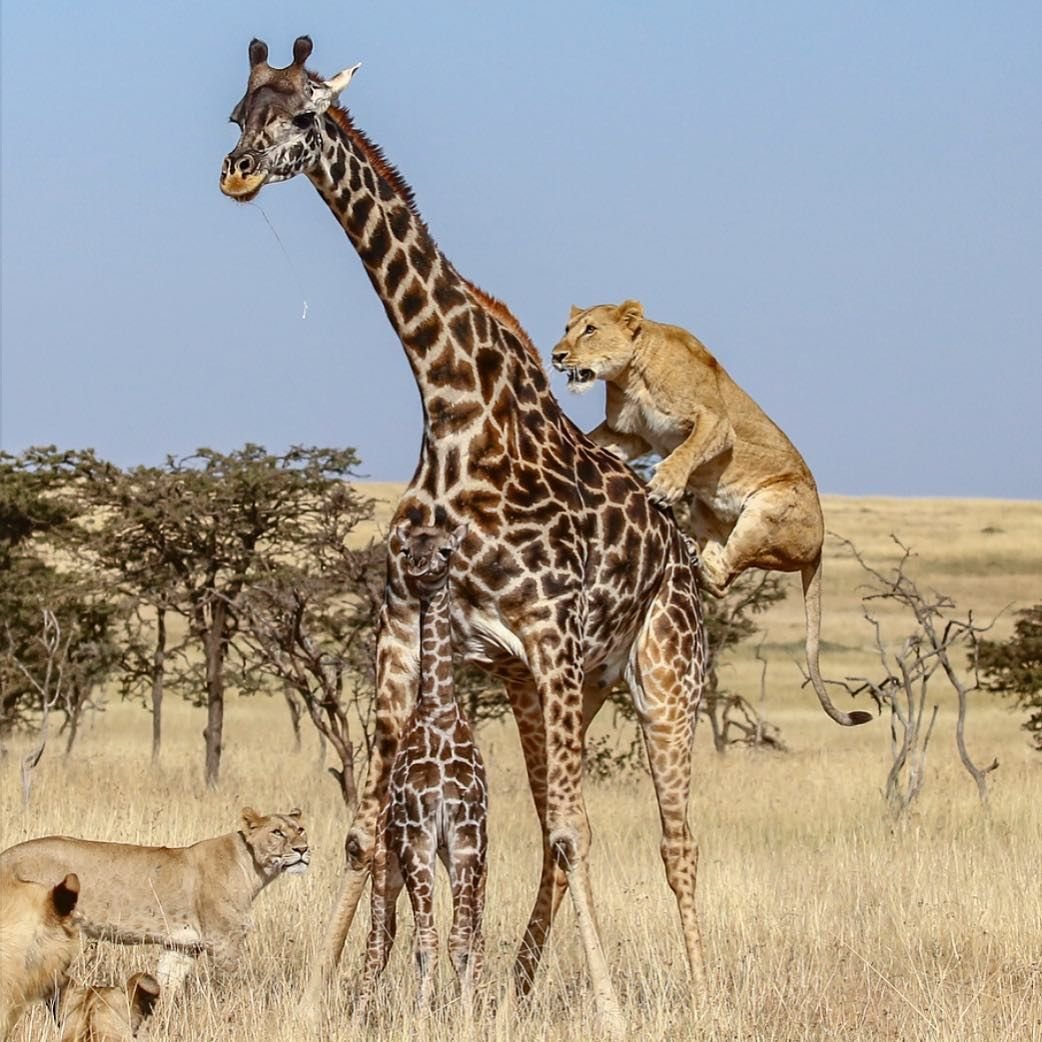 Пазл Larsen «Африканская Саванна», 65 Эл.