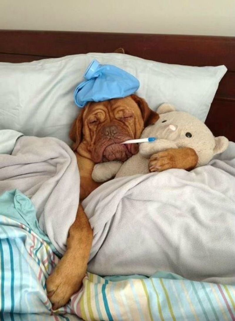 Прикольные картинки про болезнь простуду