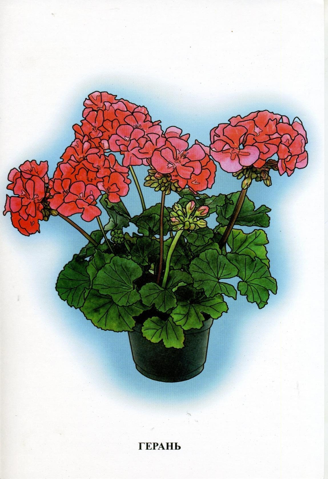 Пеларгония зональная Родина