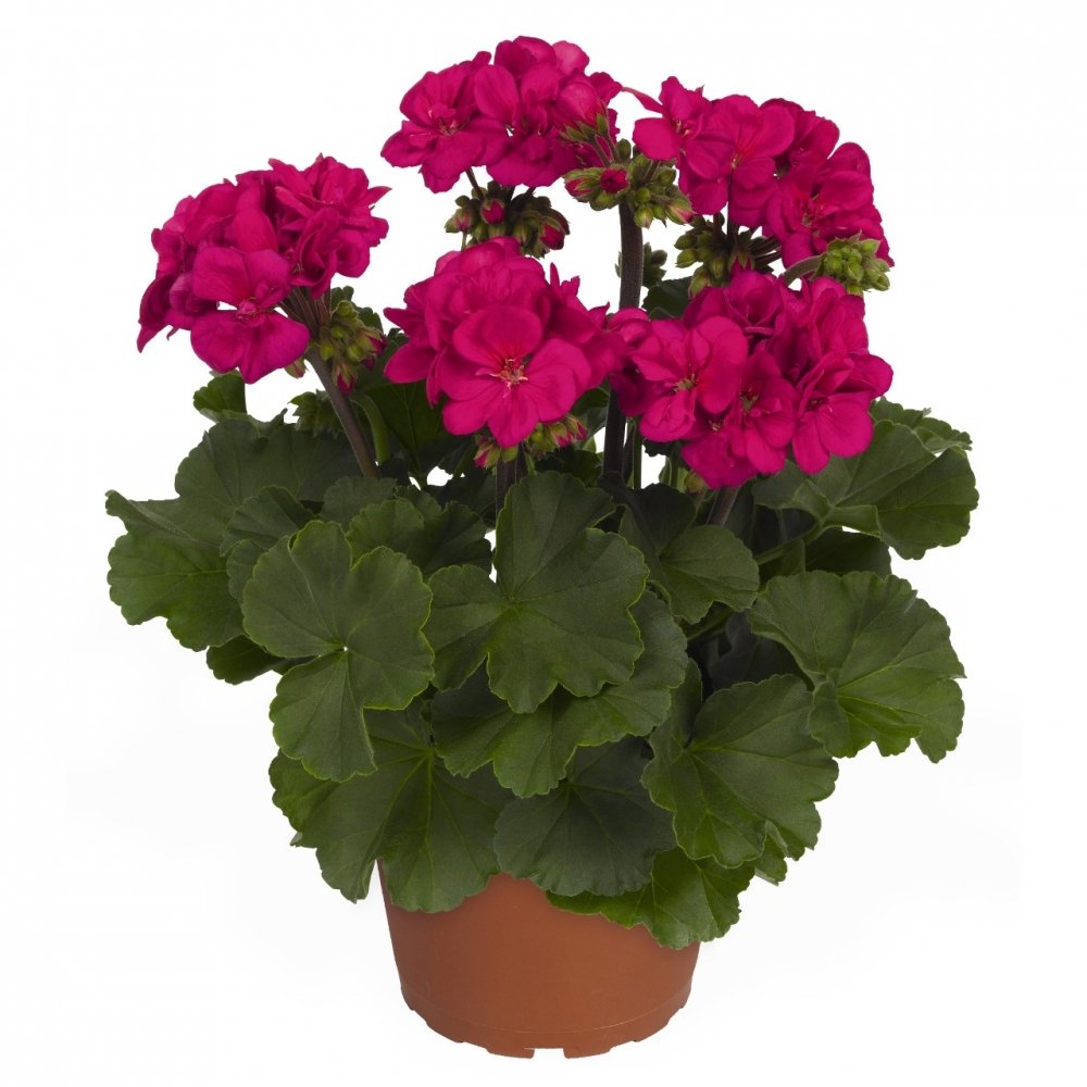 Герань в горшке рисунок