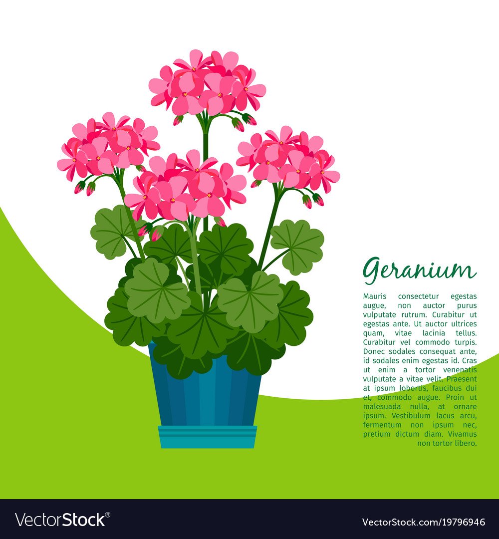 Пеларгония зональная красная