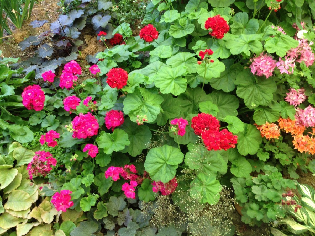 Розовые цветы