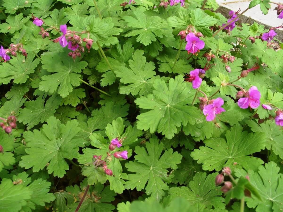 Паспорт комнатных растений в детском саду герань