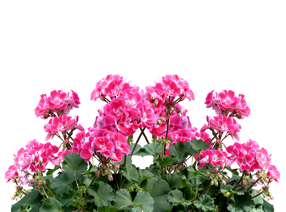 Пеларгония Pac Aristo Black Beauty