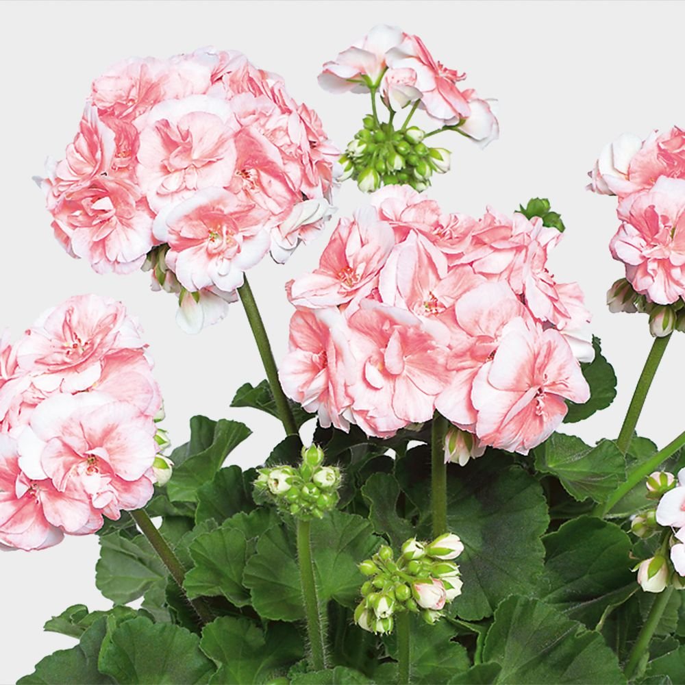 Pink Champagne пеларгония