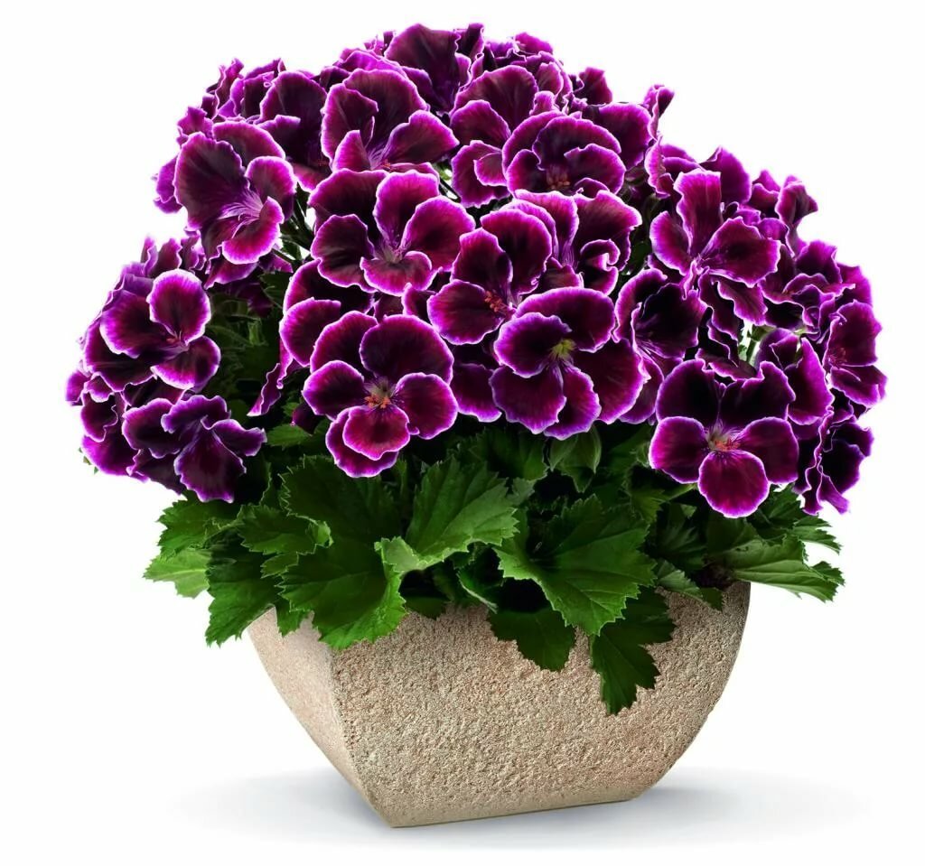 Пеларгония межвидовая twoinone White Splash