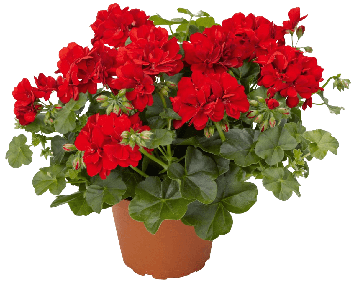 Pelargonium Botanical