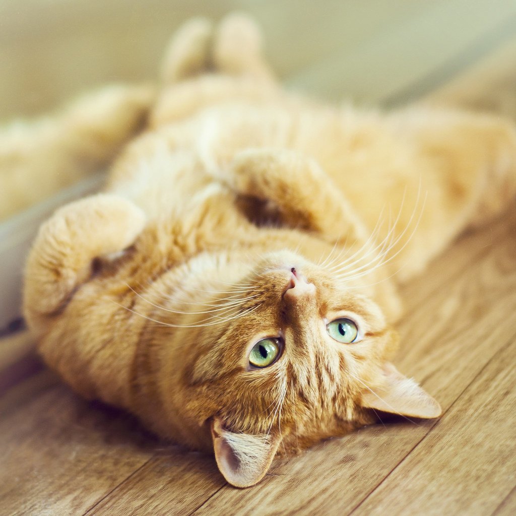 С добрым утром рыжий кот