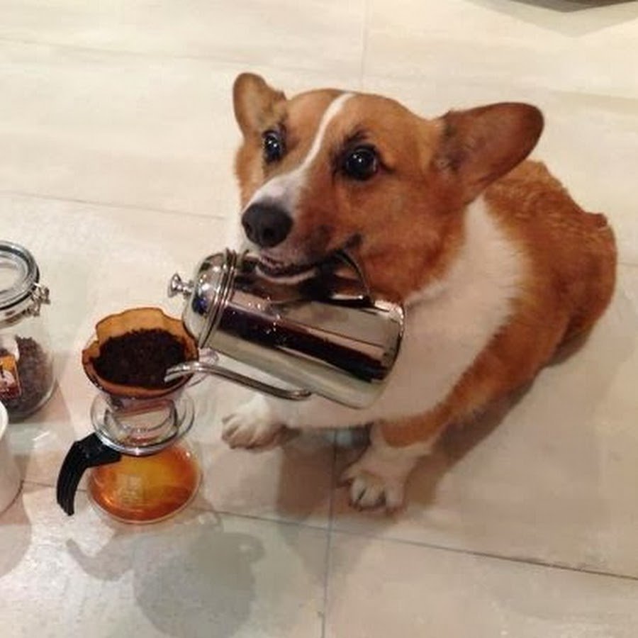 Джек Рассел в прыжке