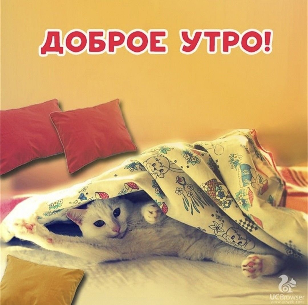 Нежные цветы и коты