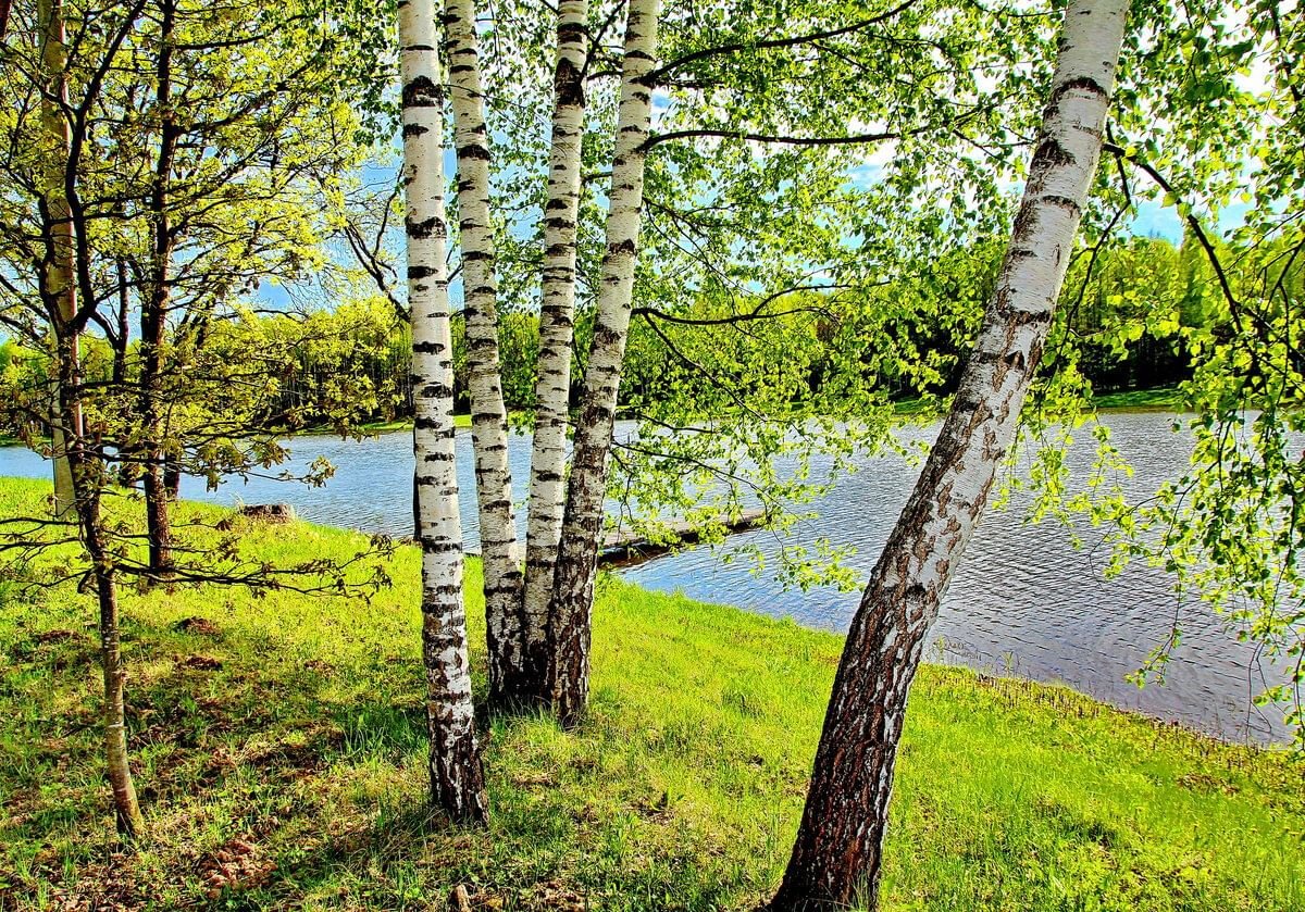 Родная природа