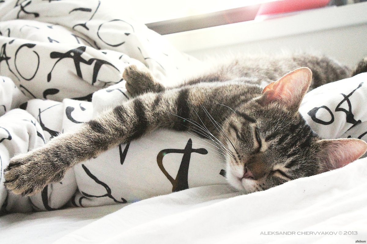 Котик проснулся