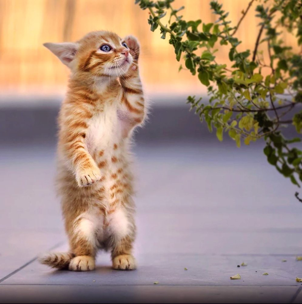 Добрая кошечка