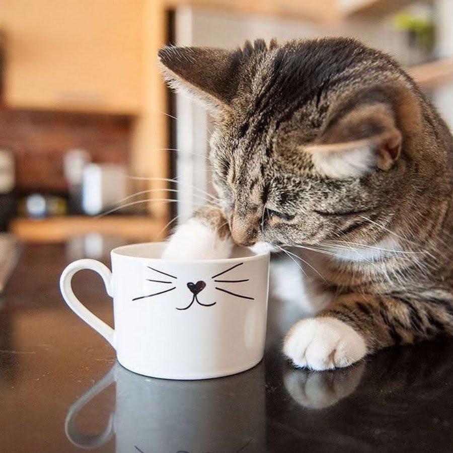 С добрым утром котики