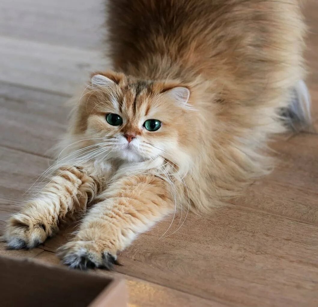 Доброе пушистое утро