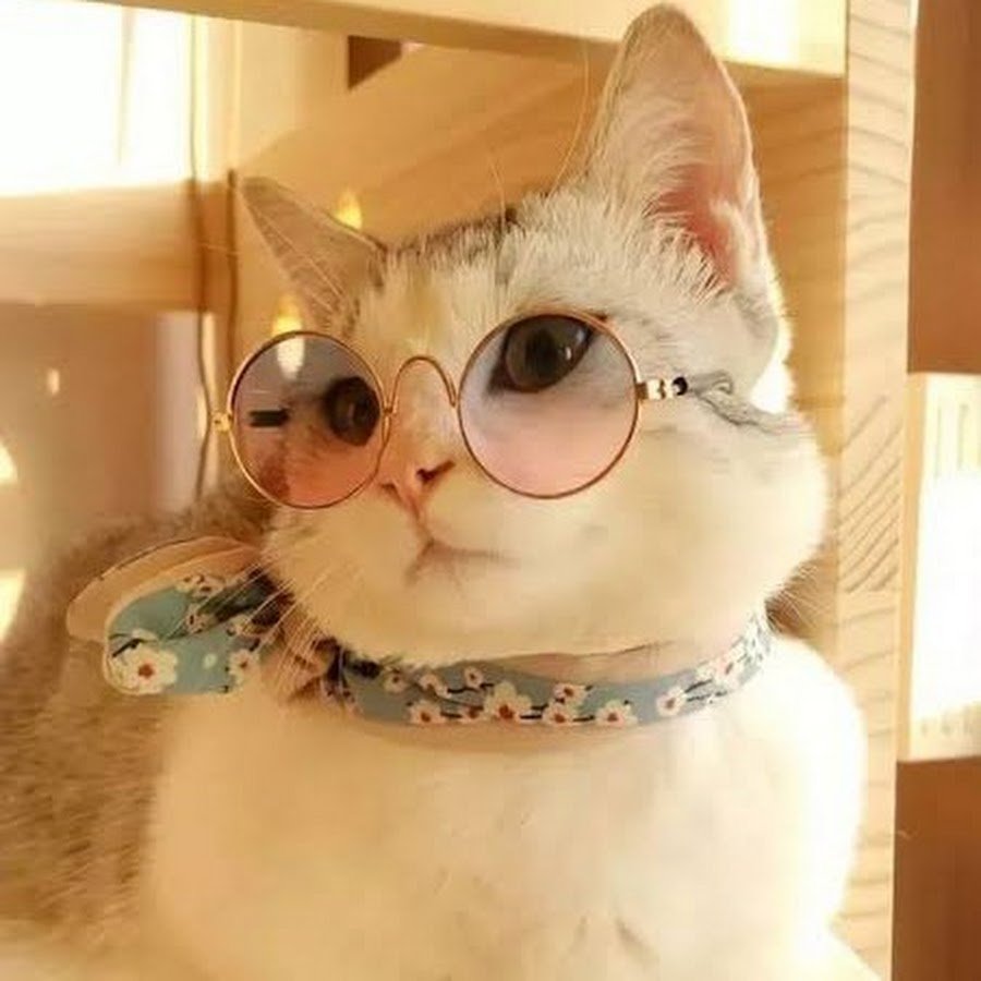 Классный кот