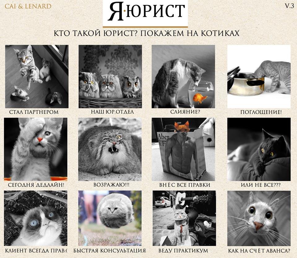 Коты юристы