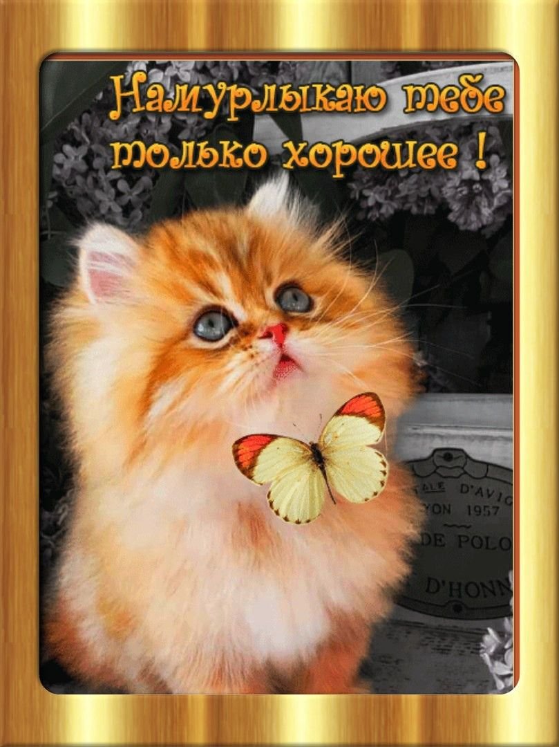 Доброе пушистое утро