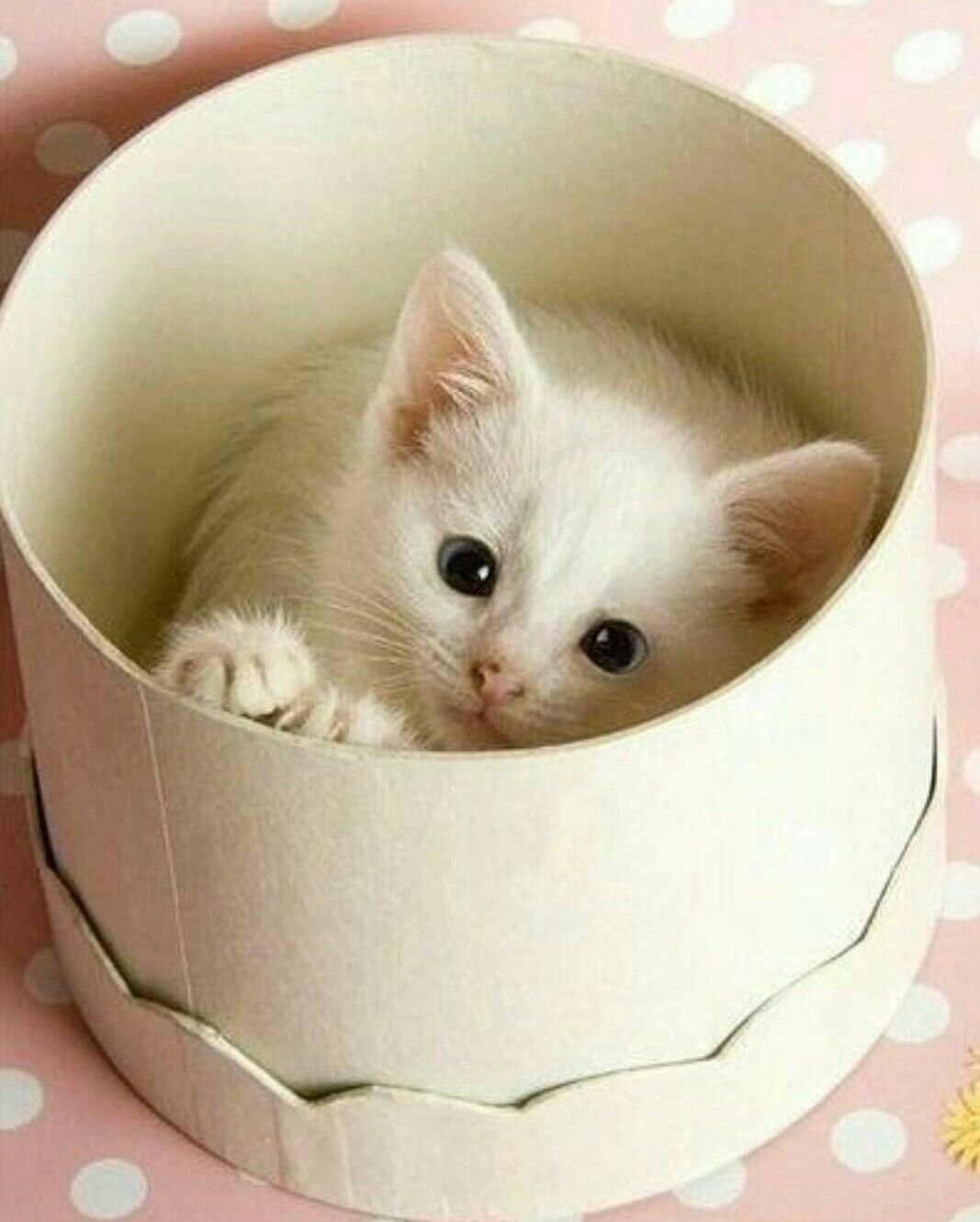 Открытки с добрым утром с котятами