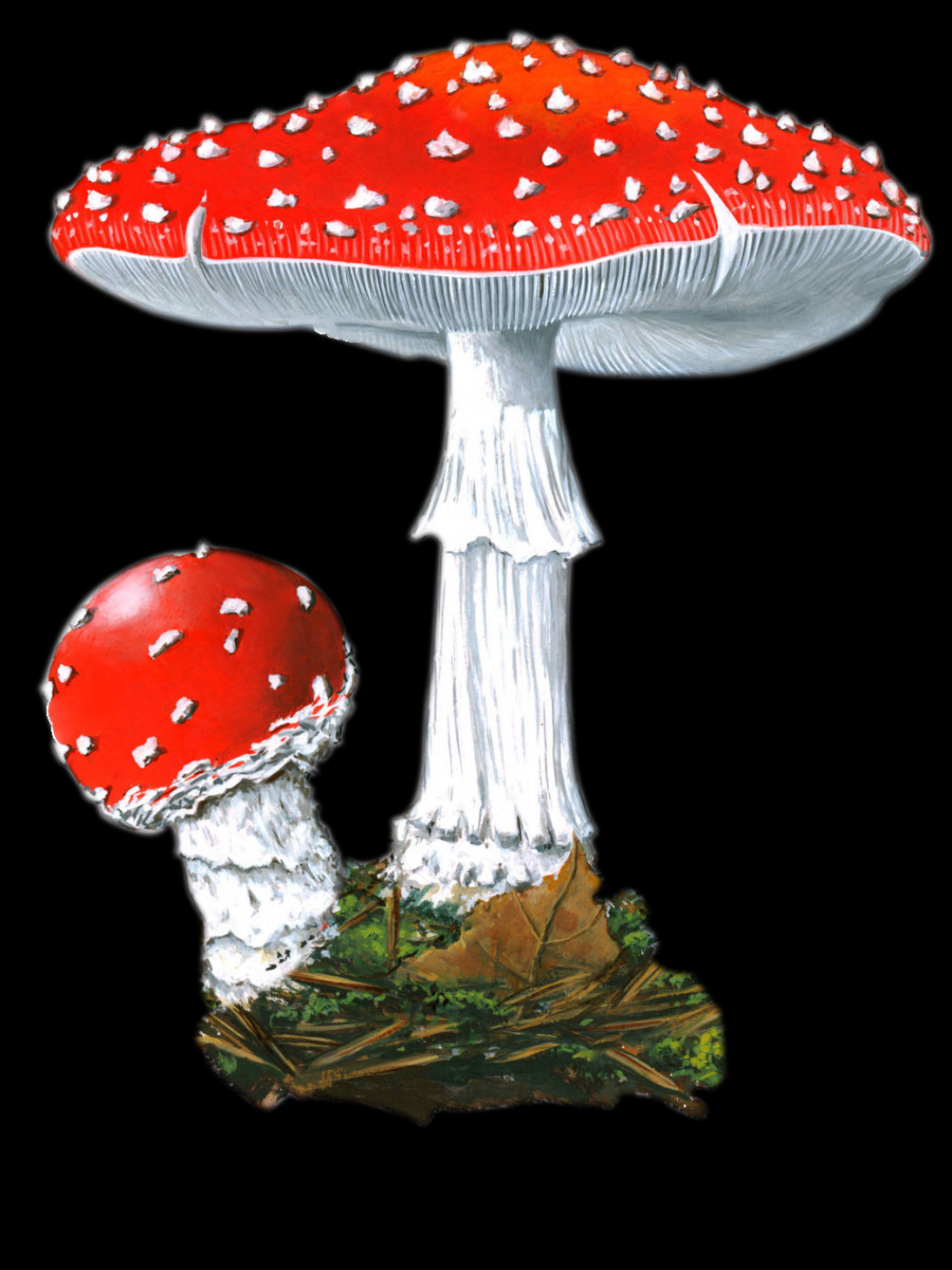 Гриб Amanita muscaria