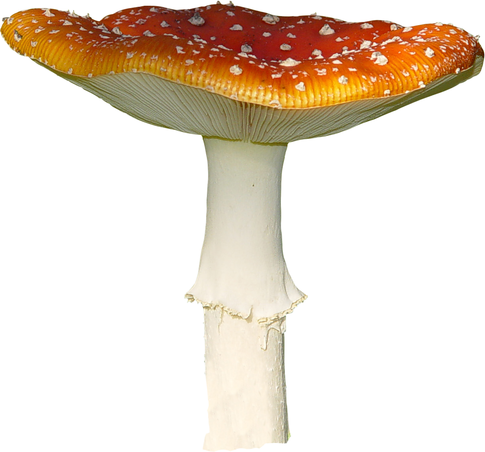 Поганка на белом фоне