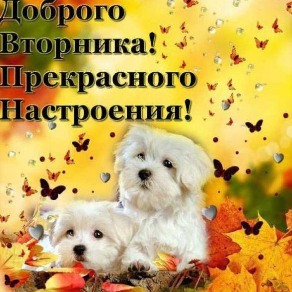 Доброе утро вторника