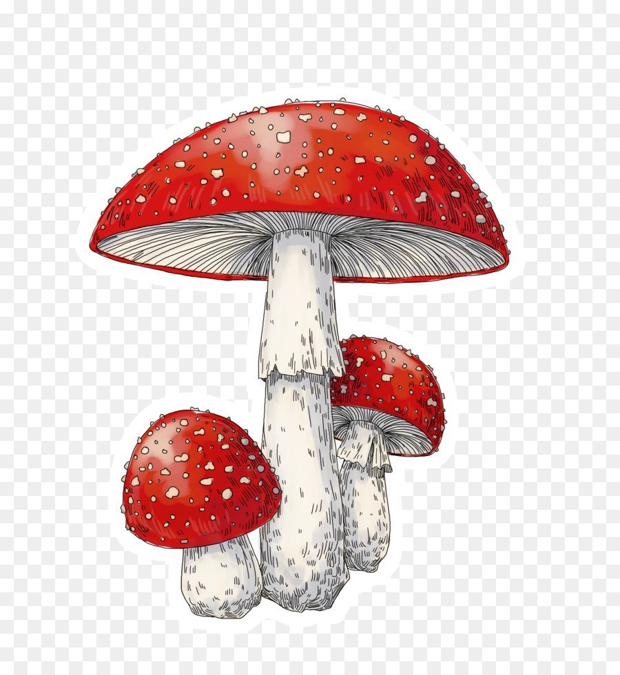 Amanita muscaria рисунок