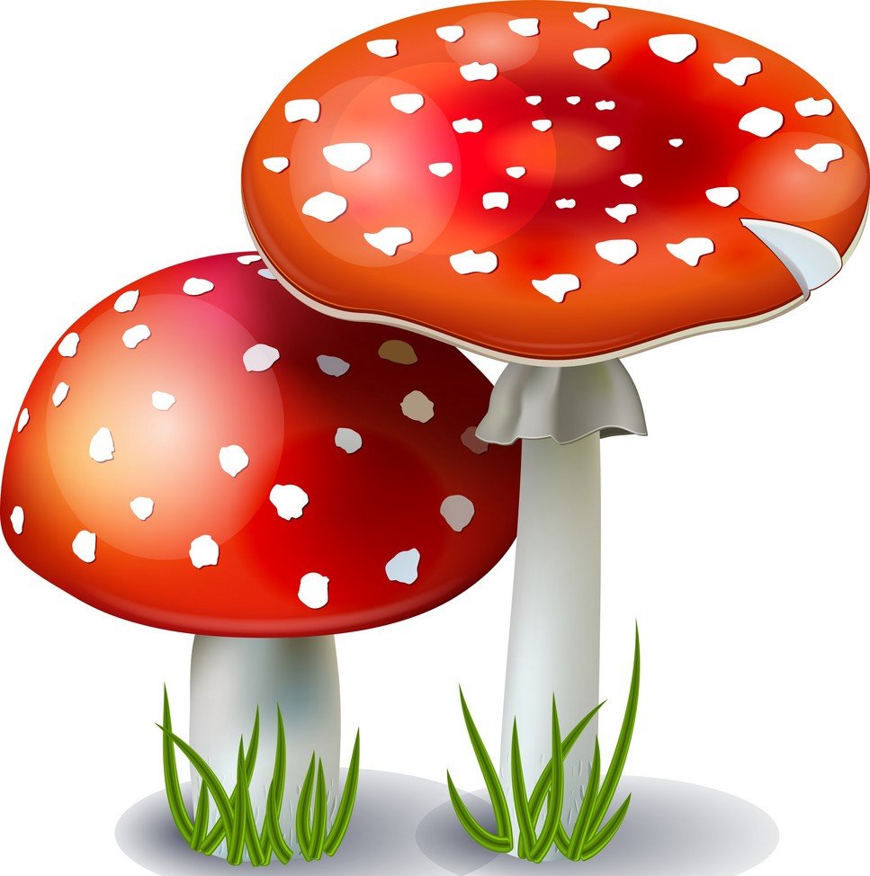Мухомор рисунок