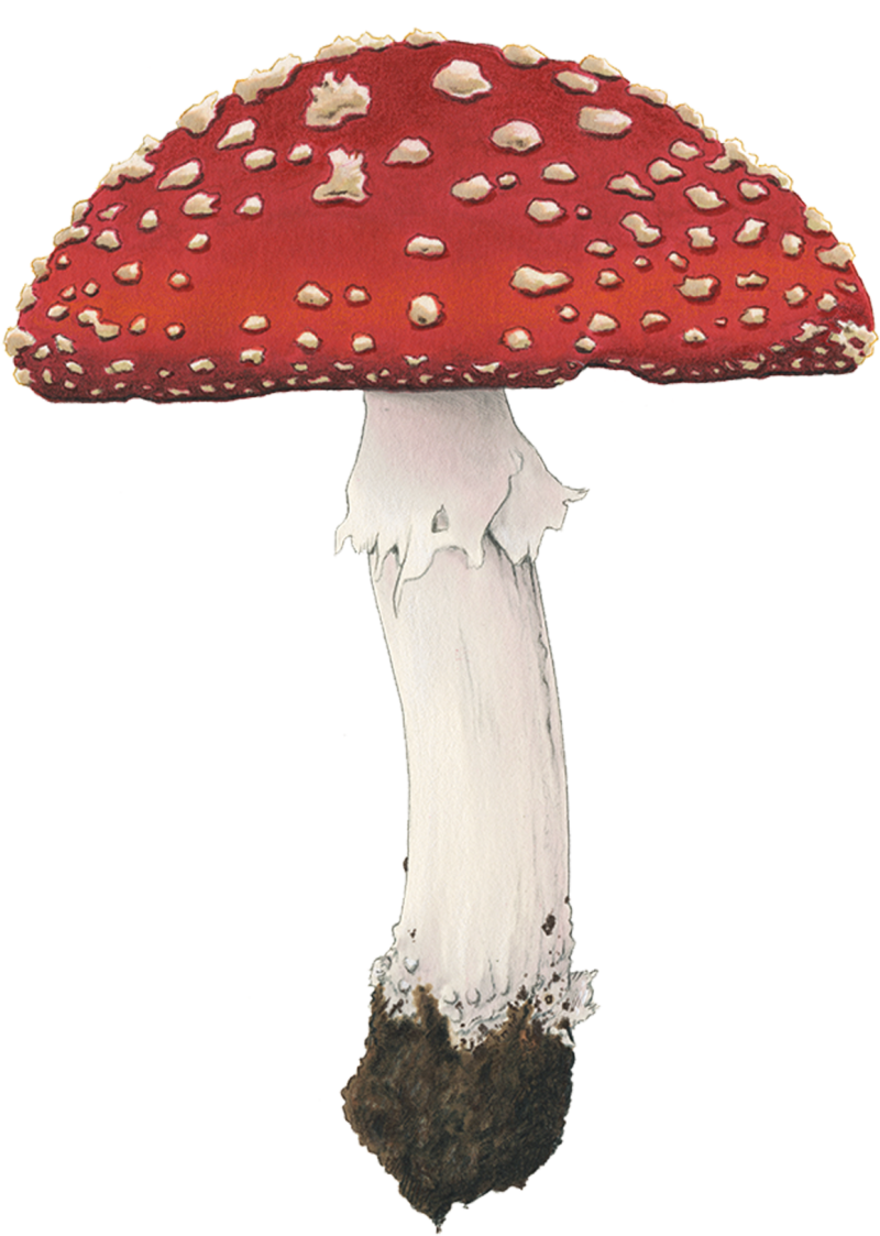 Мухомор без фона