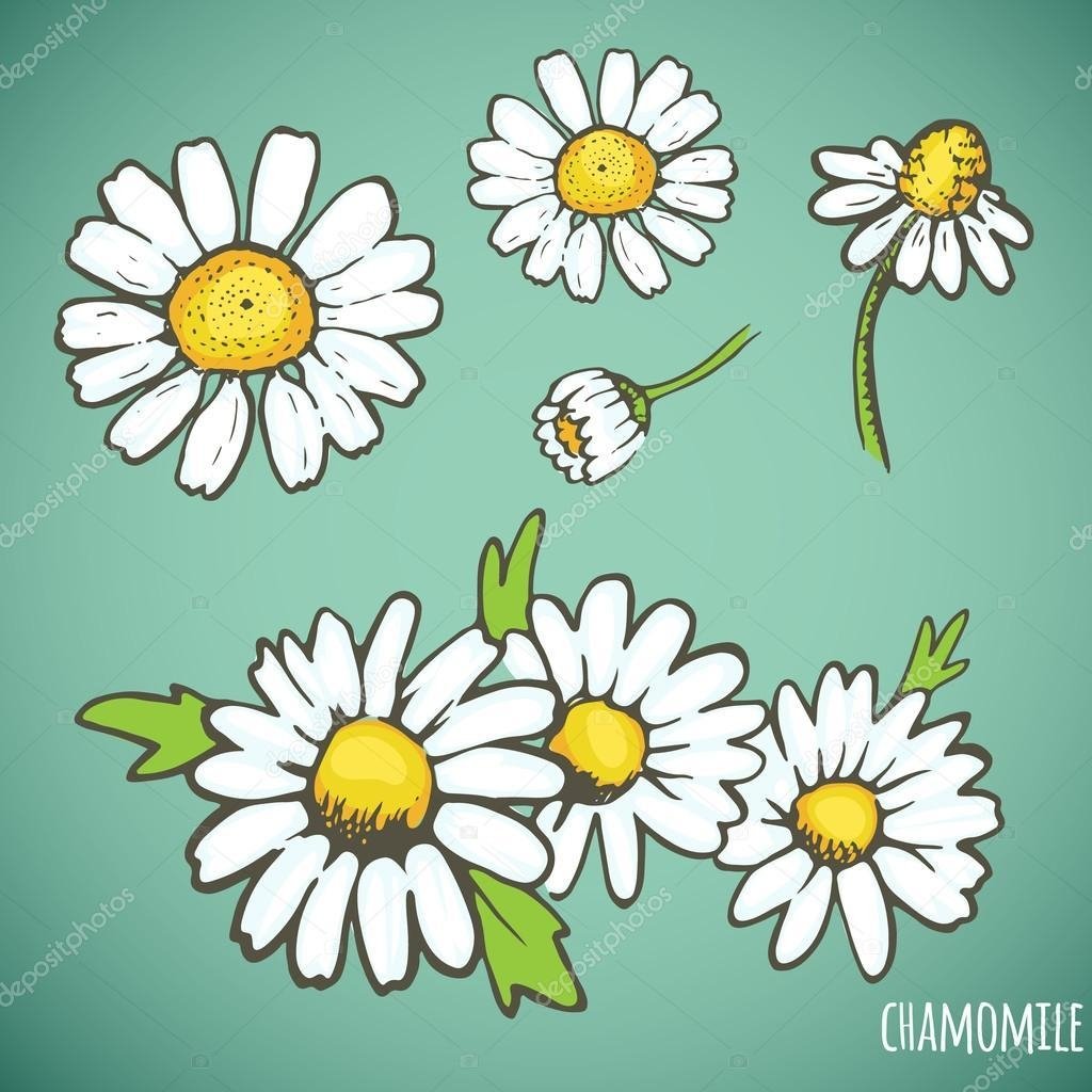 Ромашка в разных положениях
