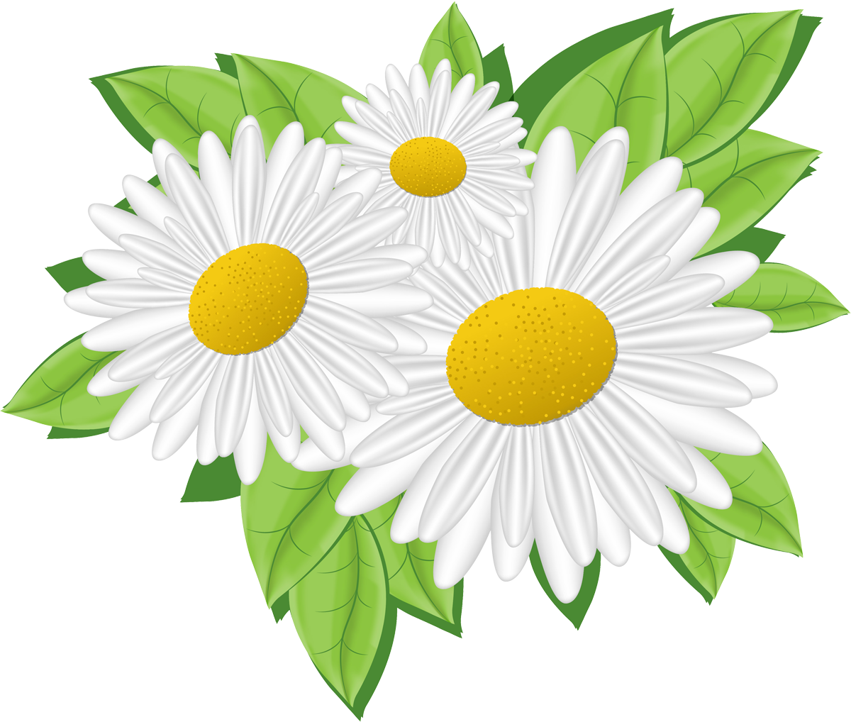 Клипарт ромашки на прозрачном фоне