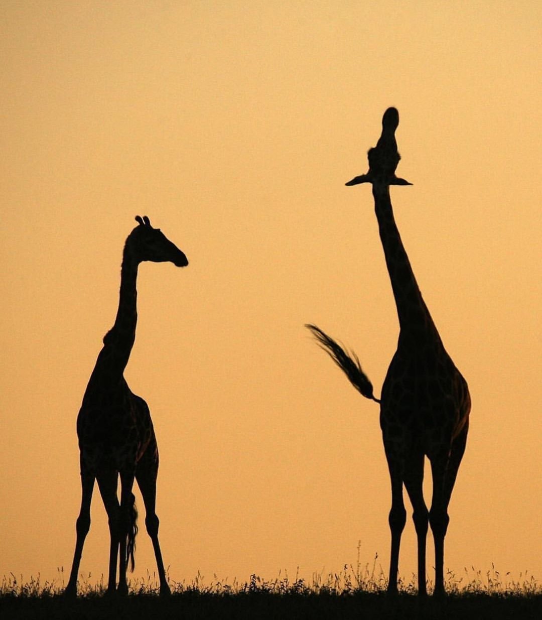 Силуэты Жирафов