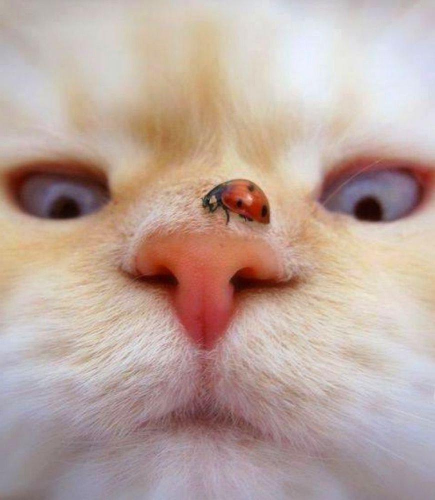 Носик у монстрика