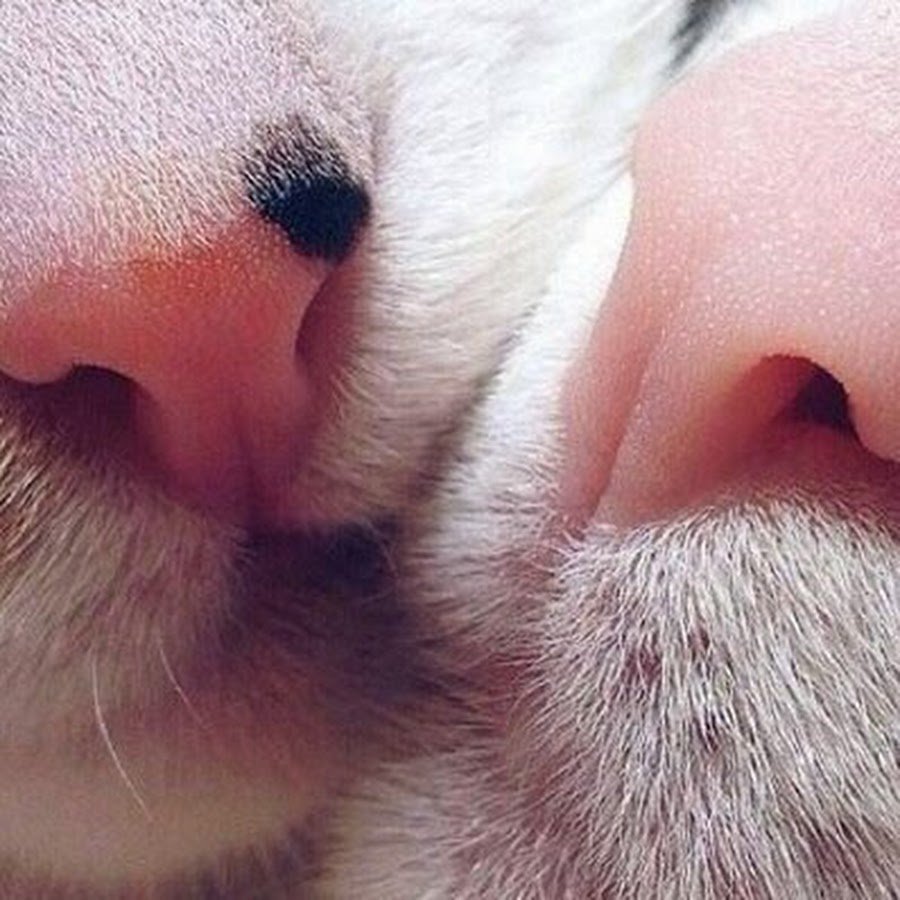 Нос снизу референс