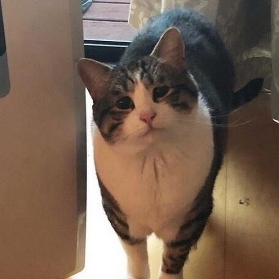 Кот хоть иногда