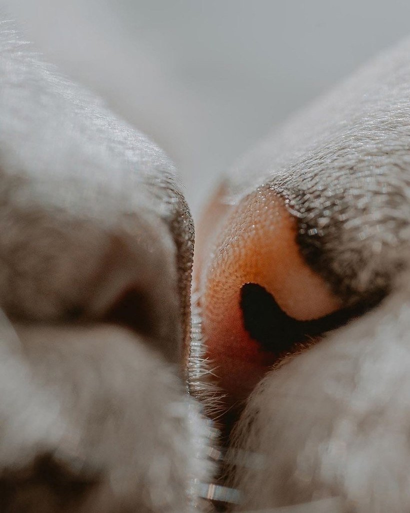 Коты нос к носу