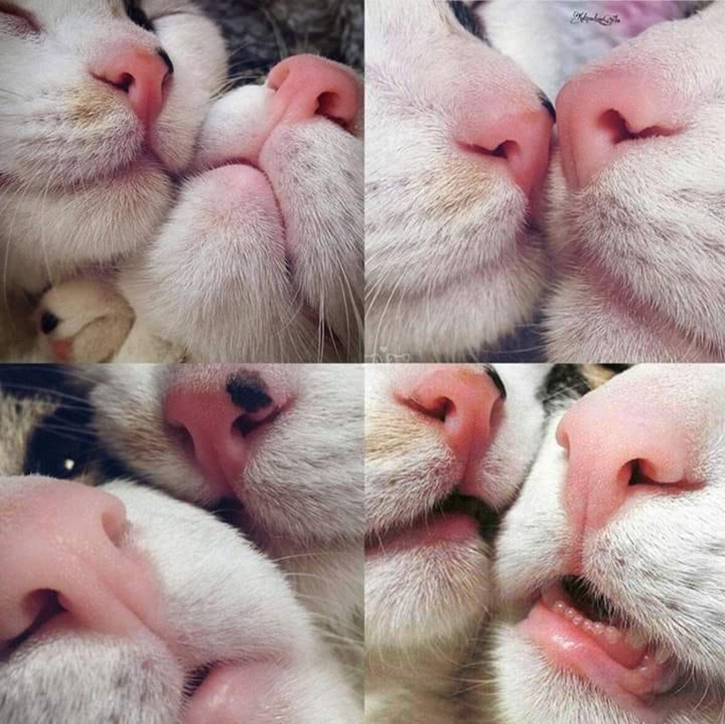 Нос человека на белом фоне