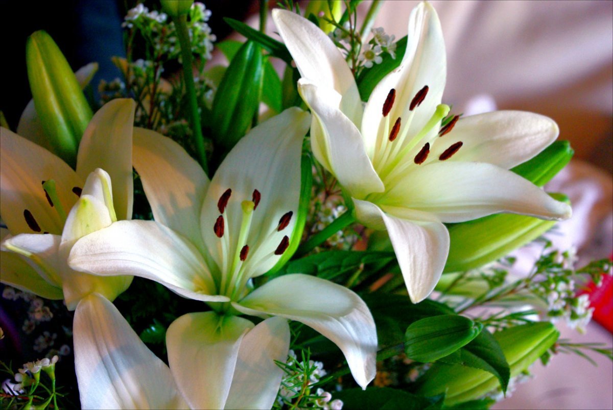 Лилия Акколейд