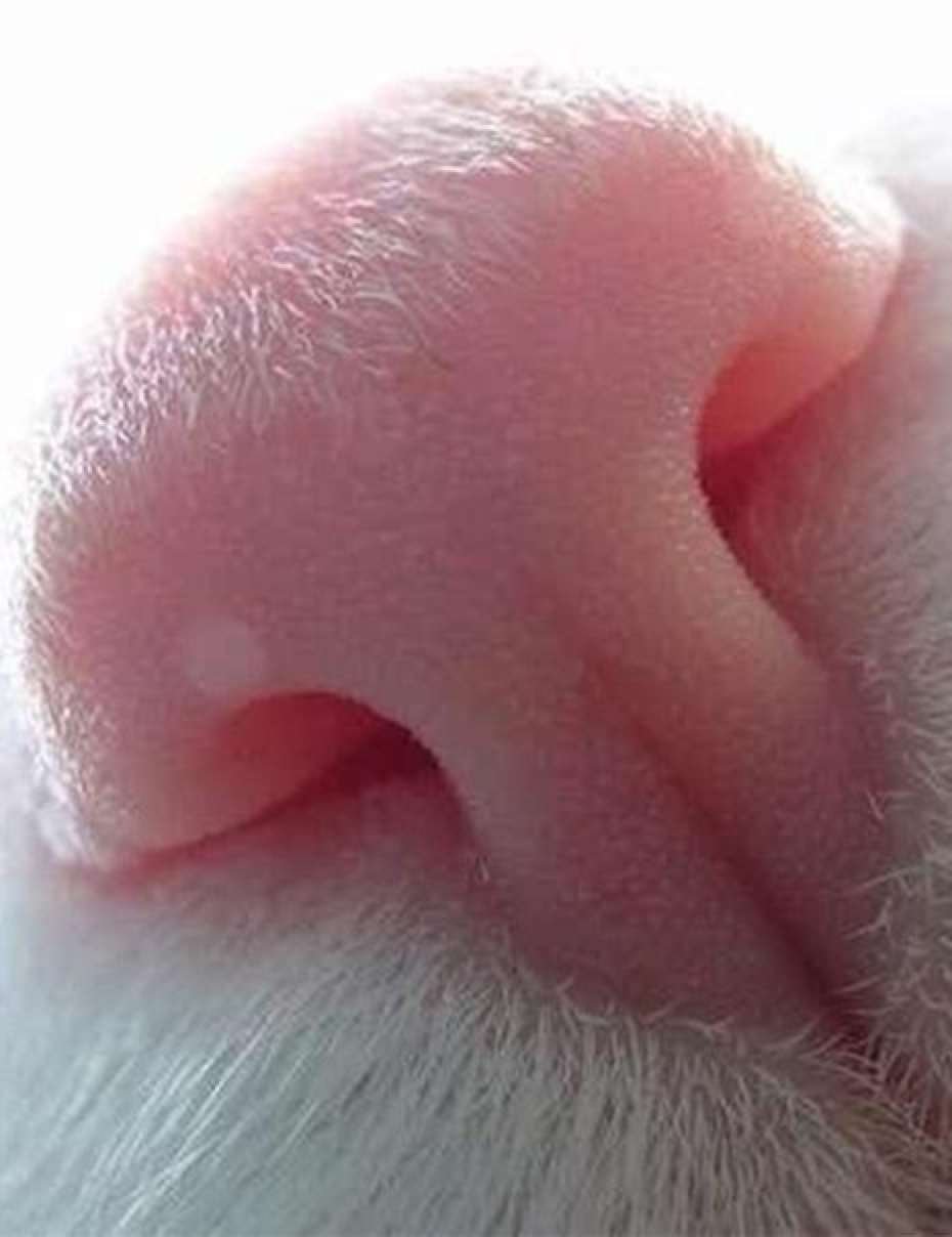 Нежный поцелуй